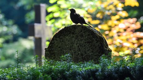 Eine Amsel auf einem Grab / © Harald Oppitz (KNA)