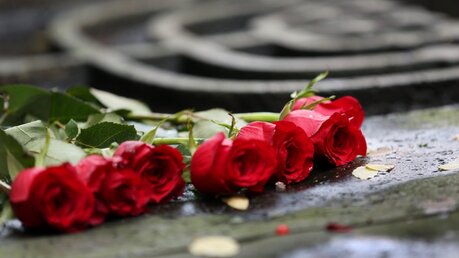 Rote Rosen als Zeichen der Trauer / © Martin Gerten (dpa)