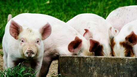 Schweine am Trog / © Photolines (shutterstock)