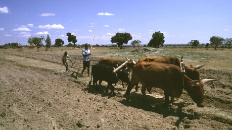 Simbabwe: Ein Bauer pflügt mit Ochsen  / © Wolfgang Radtke (KNA)