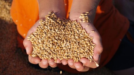 Symbolbild: Hunger. Weizenkörner in den Händen eines Kindes. / © michelleannb (shutterstock)