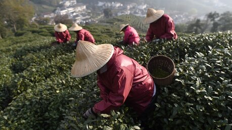 Teepflücker bei der Arbeit / © Han Chuanhao (dpa)