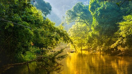 Tropischer Regenwald / © Cocos Bounty (shutterstock)
