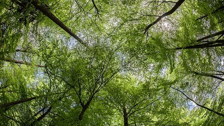 Wald in Deutschland / © Frank Rumpenhorst (dpa)