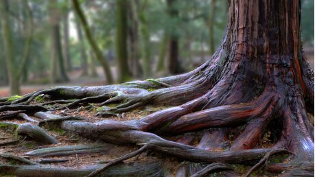 Wurzeln eines Baumes / © KhunYing (shutterstock)