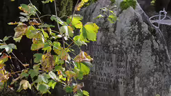 Allerheiligen auf dem Friedhof / &copy; Beatrice Tomasetti (DR)