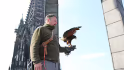 Berufsfalkner Marco und und sein W&uuml;stenbussard Akascha (DR)