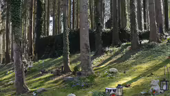 Das Familienunternehmen Pütz-Roth in Bergisch Gladbach ist für seine "Gärten der Bestattung" bekannt. / © Beatrice Tomasetti (DR)