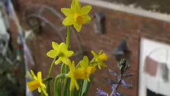 Der Fr&uuml;hling kommt! / &copy; Angela Krumpen  (ak)