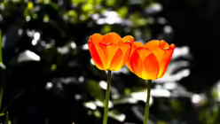 der Fr&uuml;hling wartet  / &copy; von Andreas Werle (Eigenes Werk) [CC BY-SA 3.0 (http://creativecommons.org/licenses/by-sa/3.0)], via