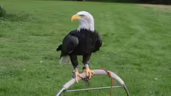 Die besondere Attraktion bei der Waldmesse ist immer die anschlie&szlig;ende Greifvogelflugschau - unter anderem mit diesem Wei&szlig;kopfadler. / &copy; Beatrice Tomasetti (DR)