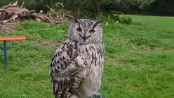 Dieser Uhu wartet geduldig auf seinen Einsatz. / © Beatrice Tomasetti (DR)