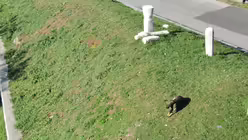 Streunende Hunde an jeder Ecke / © Friederike Seeger