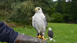 F&uuml;r die Kinder sind die Greifv&ouml;gel die besondere Attraktion an diesem Tag. / &copy; Beatrice Tomasetti (DR)