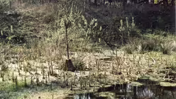 Wer genau hinh&ouml;rt, soll in der Johannisnacht dumpfe Kl&auml;nge aus den Tiefen des Weihers bemerken - die Glocken von Sankt Johannis. Es gibt auch noch ein paar andere Geschichten zu dem Glockenturm, der aus dem Weiher herausragt. Welche wahr ist, wei&szlig; man nicht so genau. / &copy; Suechtelner Heimat- und Verschoenerungsverein