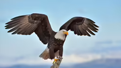 Amerikanischer Glatzadler mit ausgebreiteten Fl&uuml;geln / &copy; FloridaStock (shutterstock)