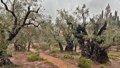 Im Garten Getsemane / © Sonja Geus (DR)