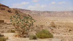 Wüste Masada / © Sonja Geus (DR)