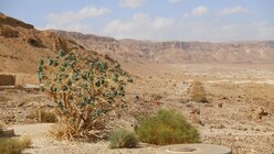 Wüste Masada / © Sonja Geus (DR)