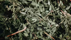 Pontifikalamt mit Kardinal Woelki an Palmsonntag im K&ouml;lner Dom / &copy; Nicolas Ottersbach (DR)