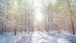 Wald im Winter mit Schnee (shutterstock)