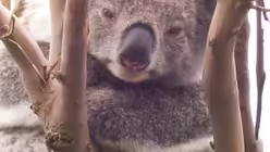Highlight: Einen echten Koala streicheln (DR)