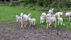 Schafzucht Oosterstein / &copy; Roessingh/Grom (DR)