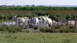 Steppenrinder im Nationalpark / &copy; Verena Tr&ouml;ster (DR)