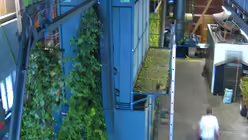 Im Hopfenmuseum Tettnang: Hopfenpflanzen werden verarbeitet / &copy; Anna Kohn (DR)