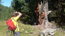 Zirbelkiefer am Wegesrand (DR)