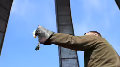 Lockmittel: Ein totes Küken (DR)