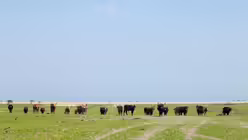 Tierwelt in Nieuwland