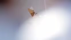 Papst Franziskus bei der Seligsprechung / © Vadim Ghirda (dpa)