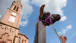 Lamas im Auftrag des Herrn / &copy; Oliver Dietze (dpa)