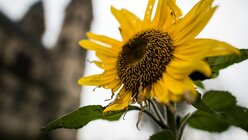 Sonnenblumen vor der Kirche in Immerath / © Federico Gambarini (dpa)
