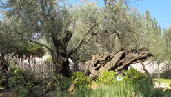 Die Olivenb&auml;ume im Garten Gethsemane in Jerusalem  (dpa)