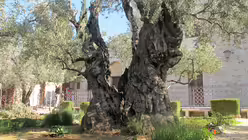 Die Olivenb&auml;ume im Garten Gethsemane in Jerusalem  (dpa)