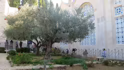 Die Olivenb&auml;ume im Garten Gethsemane in Jerusalem  (dpa)