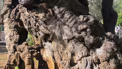 Die Olivenb&auml;ume im Garten Gethsemane in Jerusalem  (dpa)