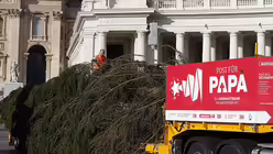 Deutscher Christbaum am Petersplatz / &copy; Paul Haring (KNA)