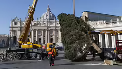 Deutscher Christbaum am Petersplatz / &copy; Paul Haring (KNA)